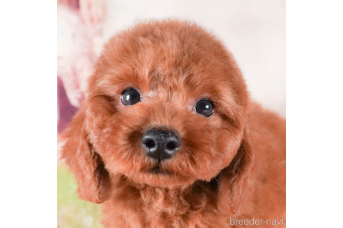 成約済の茨城県のトイプードル-284418の4枚目